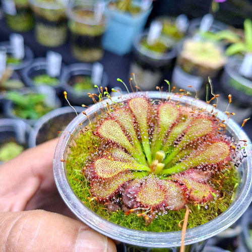 Drosera venusta sundew in a nursery pot, seedgrown collector’s plant held in hand – exact plant pictured for sale South Africa