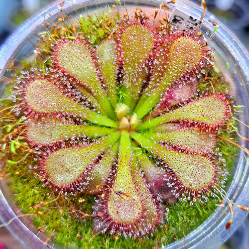 Drosera venusta seedgrown sundew, mature flowering-size rosette with vibrant red traps – exact plant pictured, for sale in South Africa