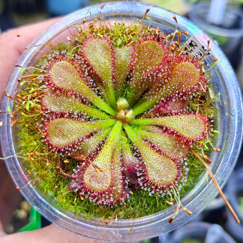 Collector-grade Drosera venusta sundew from South Africa, compact seedgrown rosette, exact plant pictured