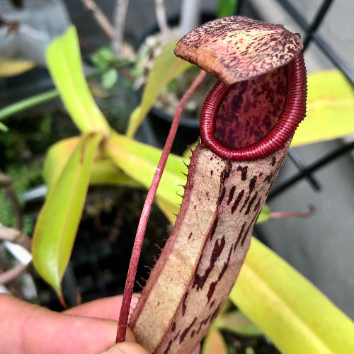 Nepenthes ventricosa × mapuluensis Wistuba Clone 01 intermediate pitcher – for sale in South Africa from Cultivo Carnivores, showing red peristome and dark markings
