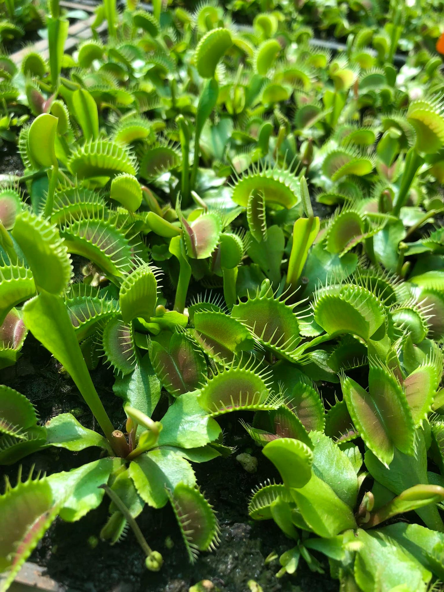Close-up of Giant variety Venus fly traps in bright green colour – beginner-friendly carnivorous plants grown from seed by Cultivo Carnivores in South Africa