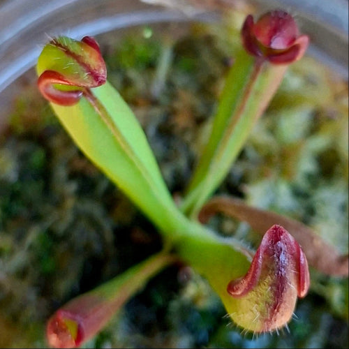 Heliamphora chimantensis Wistuba Clone 4 carnivorous plant showing red-tipped pitchers - juvenile plant acclimatised in South Africa