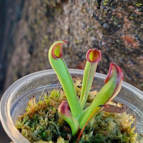 Heliamphora chimantensis Clone 4 juvenile with developing pitchers – rare Wistuba import for collectors, exact plant pictured for sale