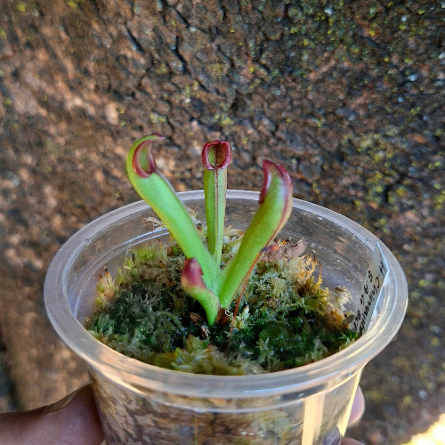 Heliamphora chimantensis Wistuba Clone 4 carnivorous sun pitcher in sphagnum moss - collector’s juvenile plant, exact plant pictured