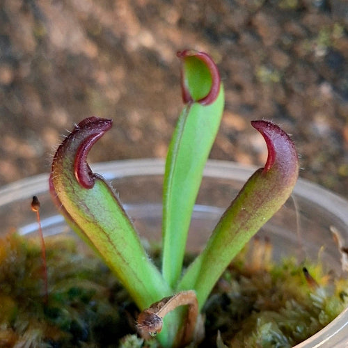 Heliamphora chimantensis Wistuba Clone 4 juvenile carnivorous sun pitcher – exact plant pictured, Cultivo Carnivores South Africa.