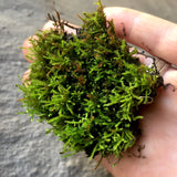 TERRARIUM MOSS > Limited release