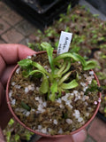 EARLY ACCESS > Venus Flytrap Angel Wings {#22-12-25-05/802} 📏 Flowering size * XL Dormant Rhizome 🌱 Bareroot