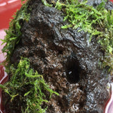 TERRARIUM MOSS > Limited release