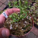 EARLY ACCESS > Venus Flytrap Angel Wings {#22-12-25-05/802} 📏 Flowering size * XL Dormant Rhizome 🌱 Bareroot