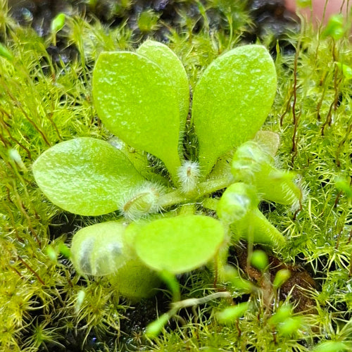 Juvenile Cephalotus follicularis 'Holland Clone' Albany pitcher plant with small rosette and early pitcher growth, cultivated in Rootball Plug™ for South African growers.