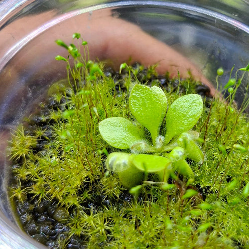 Side view of Cephalotus follicularis 'Holland Clone' juvenile plant in Rootball Plug™, showing scale and growing moss medium – exact plant pictured.