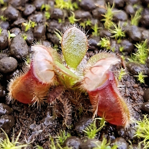 Juvenile Cephalotus follicularis Pascal Klum’s Giant seedling with first red pitchers forming, grown in Rootball Plug™ – exact plant pictured, Cultivo exclusive