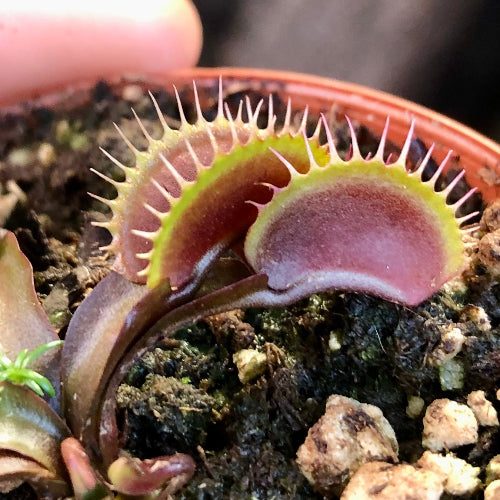 Closeup of Maroon Monster Venus flytrap for sale in South Africa – large red trap with fine teeth, showing deep colour and detail