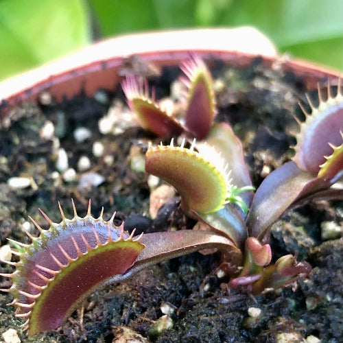 Maroon Monster Venus flytrap for sale in South Africa – closeup of mature red traps with ground hugging traps, entering winter dormancy
