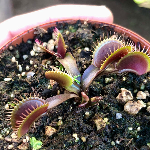 Maroon Monster Venus flytrap for sale in South Africa – large mature plant with red ground hugging traps, preparing for winter dormancy