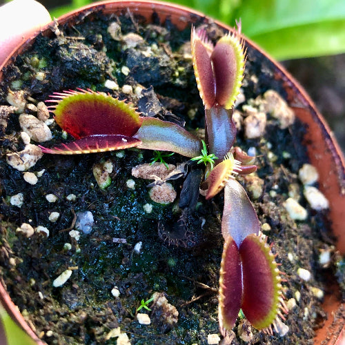Maroon Monster Venus flytrap for sale in South Africa – large mature plant with deep red ground-hugging traps, entering winter dormancy