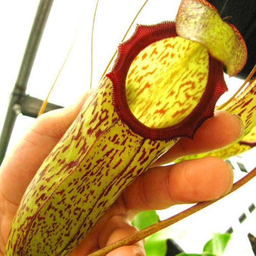 Mature pitcher reference of Nepenthes ventricosa × mapuluensis showing large size, cylindrical shape and jagged red peristome