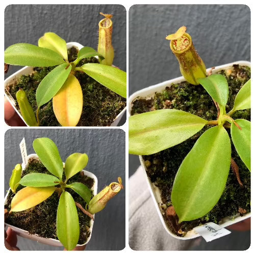 Top and side view of Nepenthes cornuta Mindanao Philippines Clone 1 – Wistuba special import

