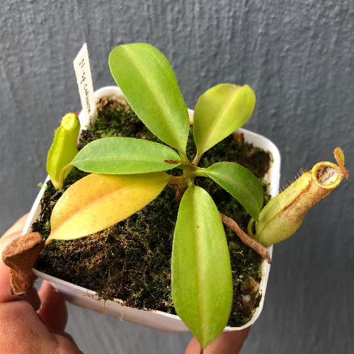Top view of Nepenthes cornuta Mindanao Philippines Wistuba Clone 1 tropical highland pitcher – for sale South Africa