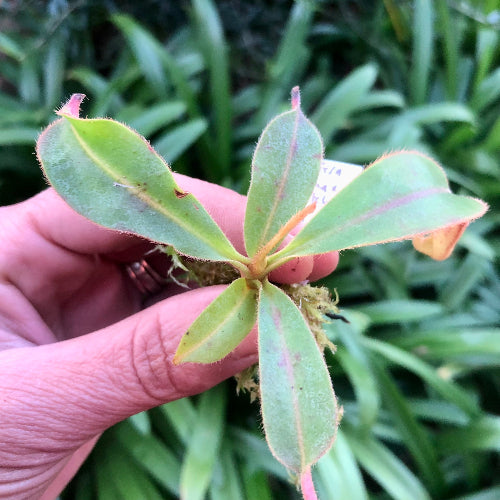 Overhead view of hand holding Nepenthes glandulifera × (boschiana × veitchii) showing green, fuzzy leaves with pinkish veins against a blurred tropical background