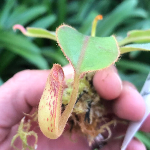 Seed-grown Nepenthes glandulifera × (boschiana × veitchii) pitcher plant with a developing speckled pitcher and fresh green leaf held in hand against blurred foliage
