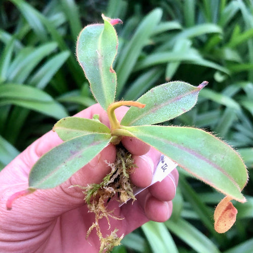 Hand holding semi-acclimatised Nepenthes glandulifera × (boschiana × veitchii) rooted specimen with green, fuzzy leaves and tiny developing pitcher against blurred foliage