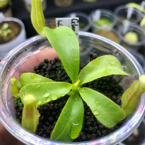 Nepenthes glandulifera × undulatifolia seed-grown hybrid with fuzzy leaves and juvenile pitchers – Wistuba import tropical pitcher plant for sale in South Africa