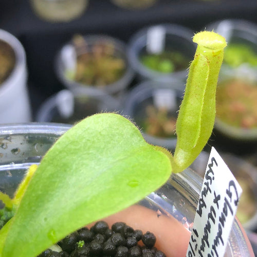 Close-up of a young Nepenthes glandulifera × undulatifolia pitcher – seed-grown Wistuba hybrid tropical carnivorous plant for sale in South Africa