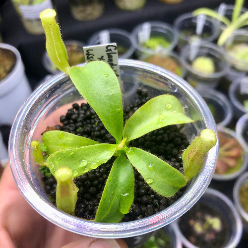 Seed-grown Nepenthes glandulifera × undulatifolia in grow pot – Wistuba import tropical pitcher plant for sale in South Africa
