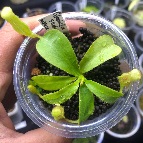 Nepenthes glandulifera × undulatifolia seedling with visible pitchers and ID tag – tropical carnivorous plant for sale in South Africa