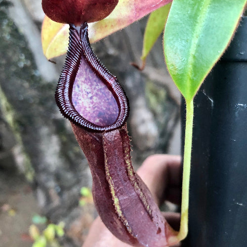 Close-up of tropical pitcher plant Nepenthes pulchra CS01 – pure species for sale South Africa
