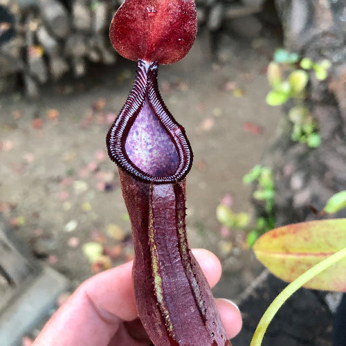 Front view of Nepenthes pulchra CS01 pitcher – tropical species carnivorous plant South Africa