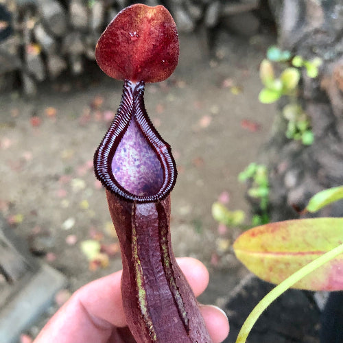 Handheld view of Nepenthes pulchra CS01 dark pitcher – tropical species South Africa