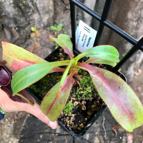 Top view of Nepenthes pulchra CS01 – tropical pitcher plant for sale in South Africa