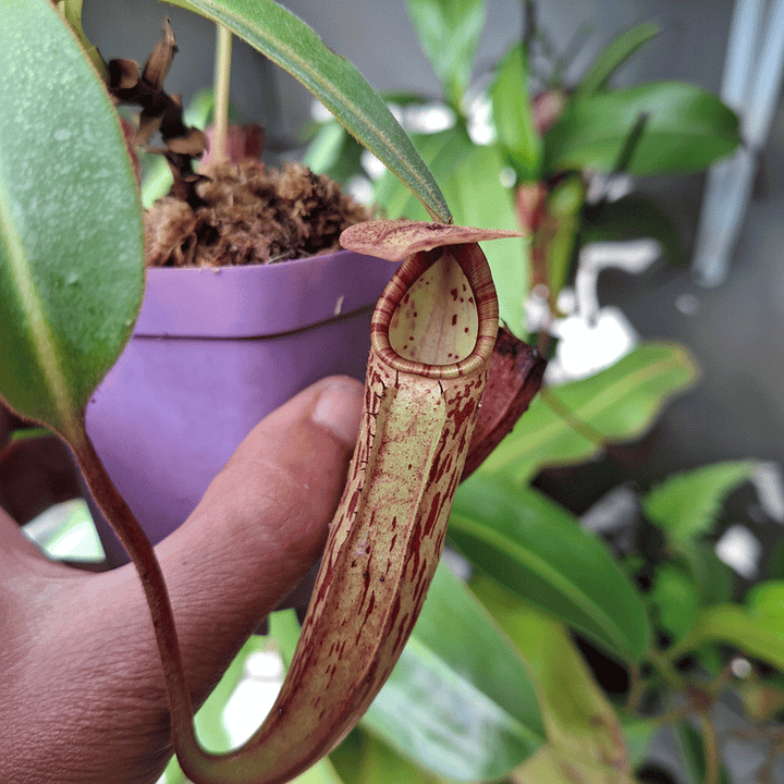 Buy Nepenthes 'Samsara' | Tropical Pitcher Plant South Africa
