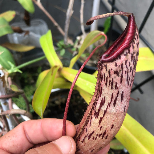 Intermediate pitcher of Nepenthes ventricosa × mapuluensis Wistuba Clone 01 – for sale in South Africa at Cultivo Carnivores