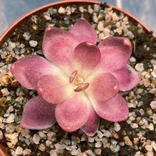 Pinguicula cv. Marciano Mexican butterwort carnivorous plant grown by Cultivo Carnivores, South Africa