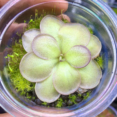 Top view of mature Pinguicula hemiepiphytica × cyclosecta BCP clone, flowering-size Mexican butterwort, buy online South Africa