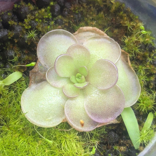 Top view of Pinguicula hemiepiphytica × cyclosecta BCP clone winter rosette, original collector’s import from Best Carnivorous Plants Czech Republic, buy rare purple-edged Mexican butterwort South Africa
