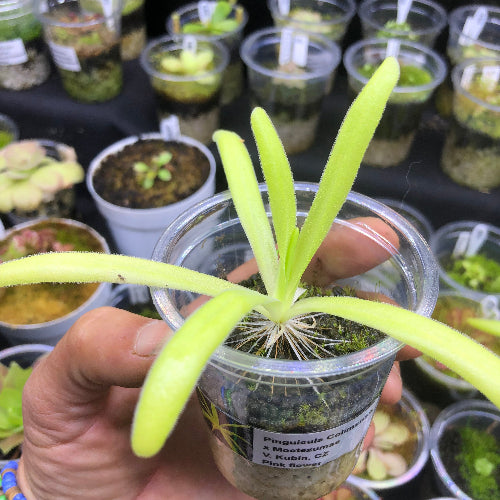 Exact plant - Pinguicula moctezumae x colimensis for sale in South Africa, collector’s Mexican butterwort from BCP