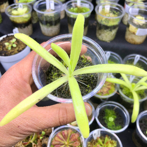 Rare Mexican butterwort - Pinguicula moctezumae x colimensis at near-flowering size with long elegant leaves