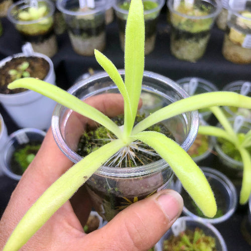 Top view of Pinguicula moctezumae x colimensis showing long leaves and early dormancy form - Mexican carnivorous butterwort