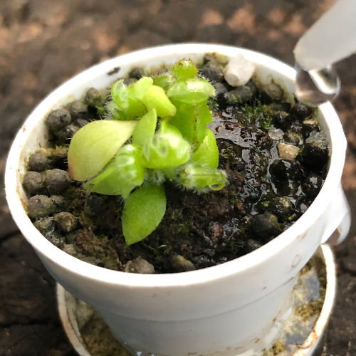 Precision squeeze bottle (250ml) watering tiny pots and reaching tight spots for carnivorous plants and terrariums, available for sale in South Africa