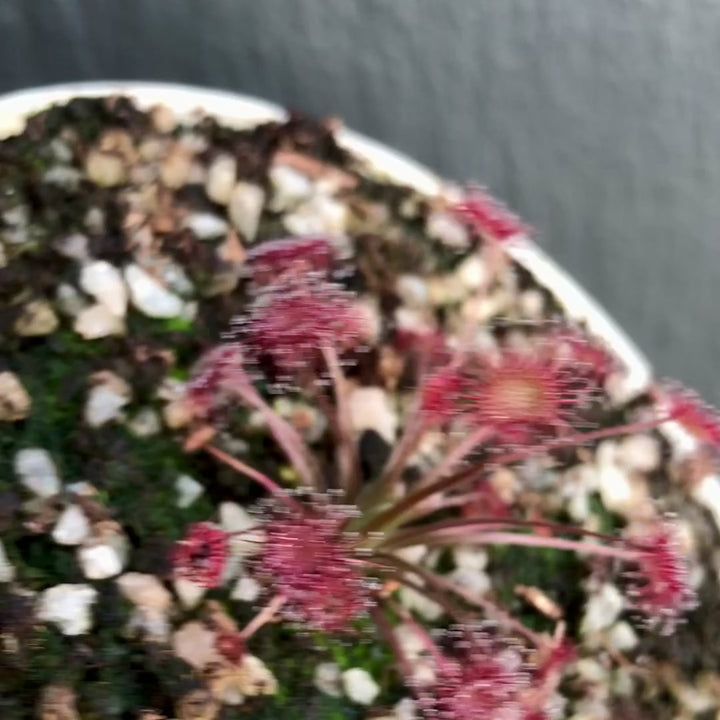 Drosera Paradoxa Mt Fife Carnivorous plants for sale South Africa