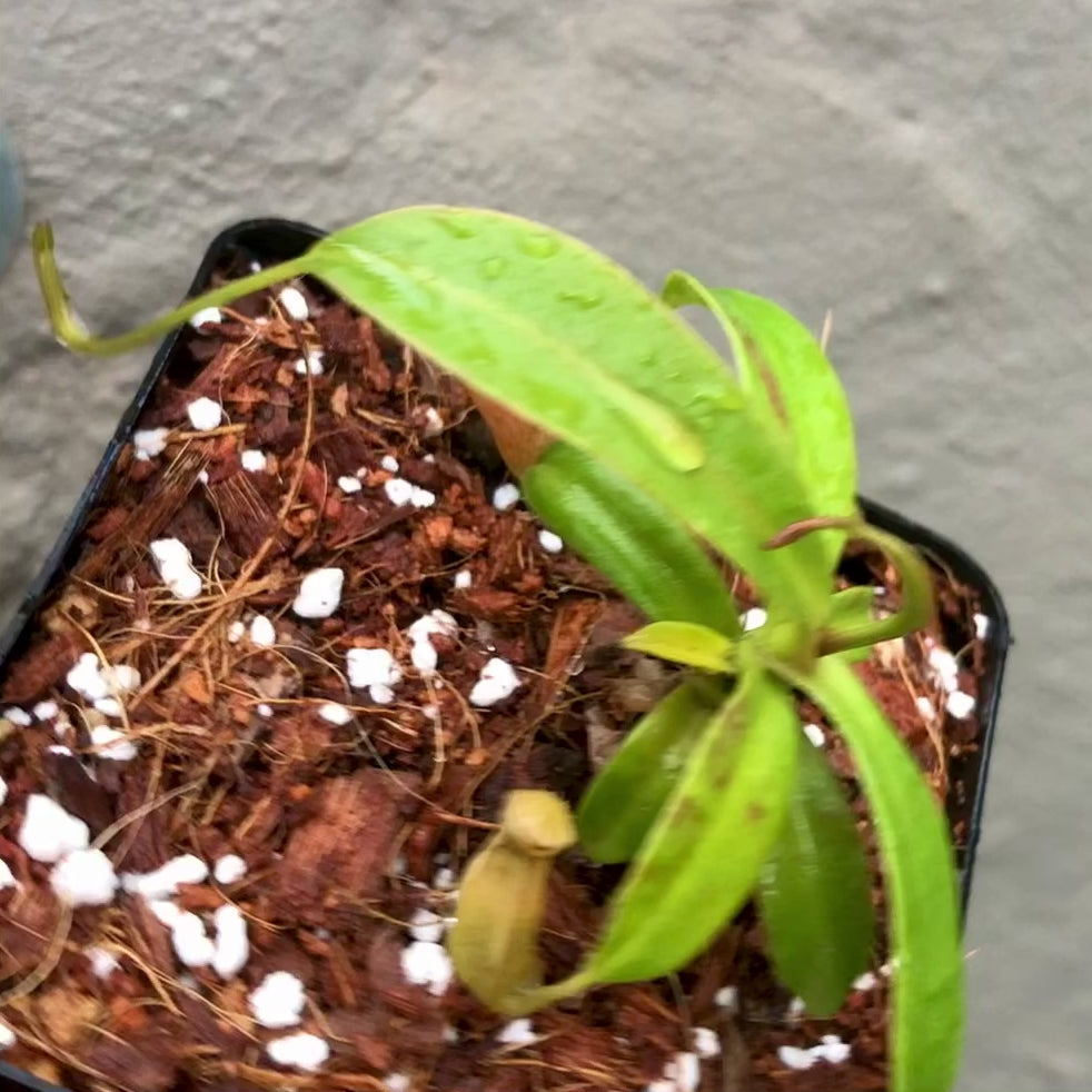 Nepenthes Reinwardtiana Red form loc Bario, Kelabit Highlands, Borneo [BCP ID# N335, N402] * Rare carnivorous plants for sale * Buy online in South Africa