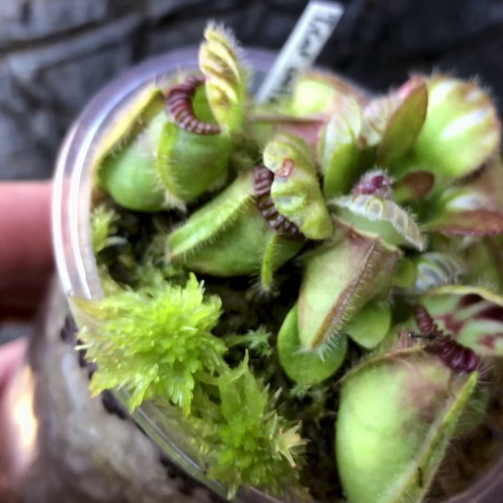 Video of exact Cephalotus Follicularis 'Thomas Carow' for sale – buy this once-off collector specimen plant with mature pitchers