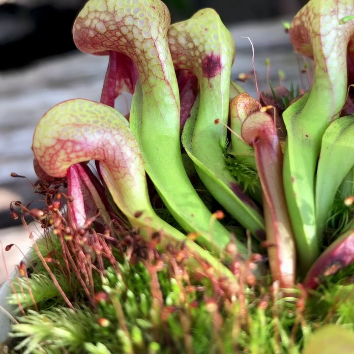 RARE! COBRA PLANT: Darlingtonia Californica 'Sphagnum site' Del Norte Co, CA * Carnivorous plants for sale @ Cultivo Carnivores South Africa