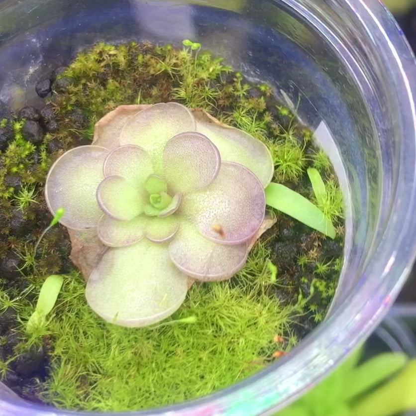 Video of Pinguicula hemiepiphytica × cyclosecta BCP clone winter rosette, Near flowering size, original collector’s import from Best Carnivorous Plants Czech Republic, for sale South Africa