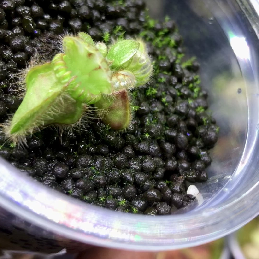 Short video from Cultivo Carnivores, South Africa showing the actual Cephalotus Holland Clone juvenile plant for sale, in rootball plug
