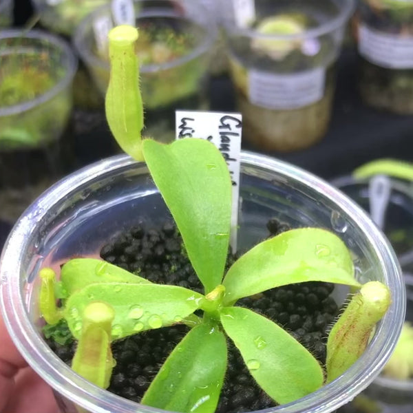 Seed-grown Nepenthes glandulifera × undulatifolia for sale in South Africa – Wistuba import tropical pitcher plant with juvenile pitchers, fully acclimatised and beginner-friendly